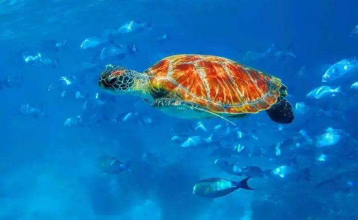 泰国养老签证最新规定,泰国签证需要什么材料和证件