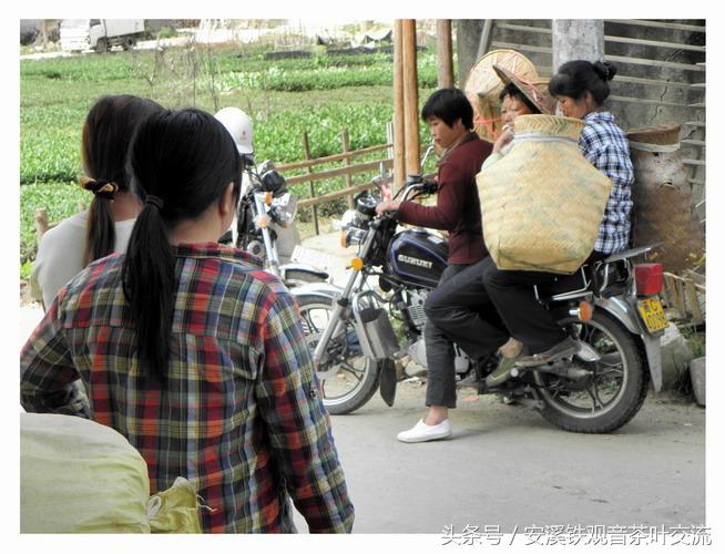 安溪茶农生活,茶农的地道生活