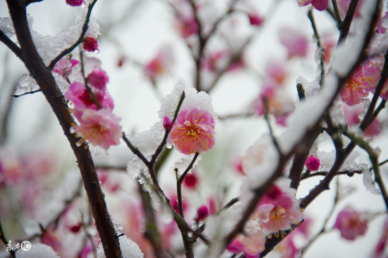 纯洁的雪又如纯真的心灵,纯洁的雪和纯净的心
