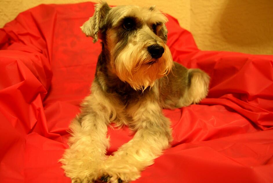 犬种百科之雪纳瑞,犬种解说雪纳瑞