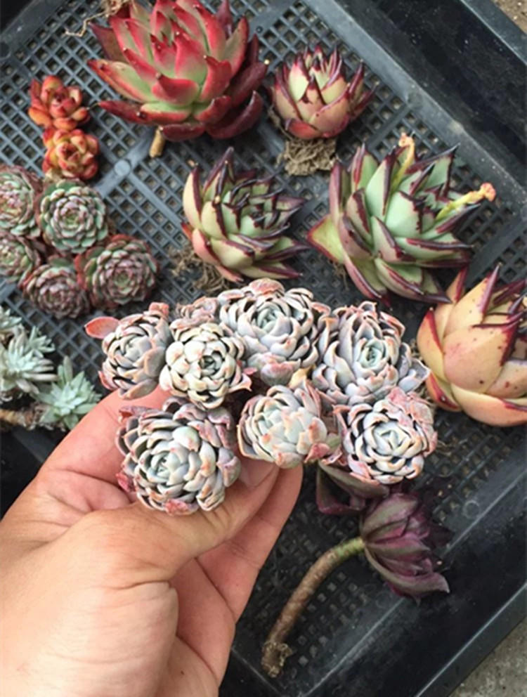 没忍住网购多肉老桩，这样做顺利生根服盆