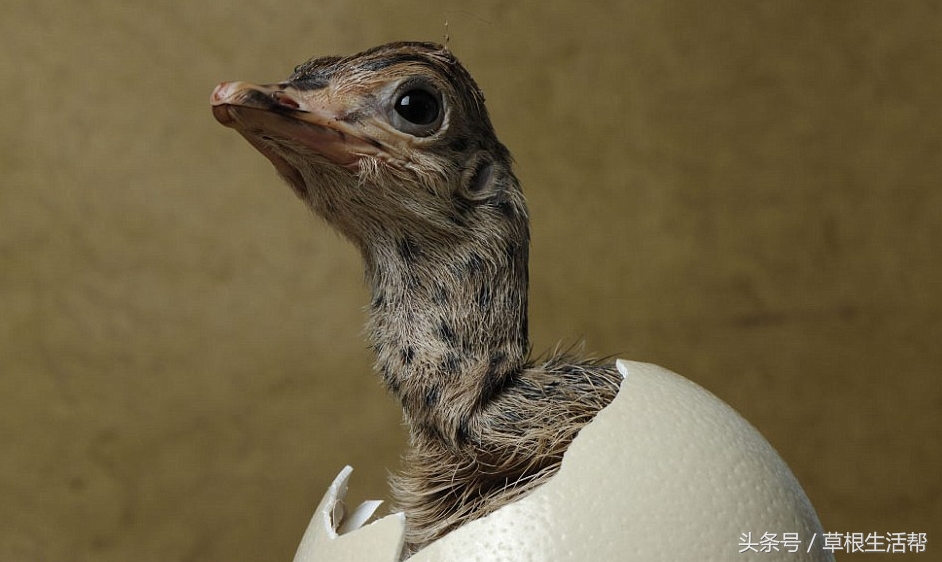 养殖“大笨鸟”，敲开致富门，80后回老家创业成为新一代农场主