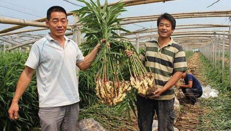 怎样种生姜最赚钱,生姜种植赚钱吗