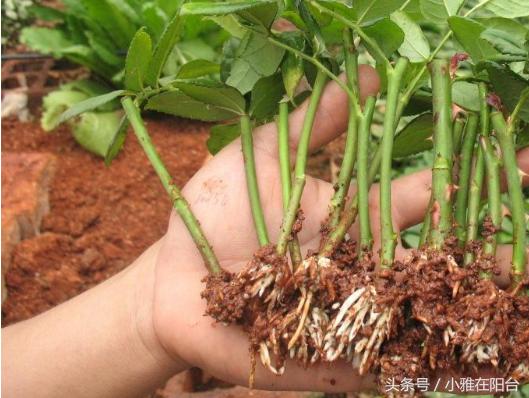 家里能栽玫瑰吗风水好吗,家里可以种一棵玫瑰老桩