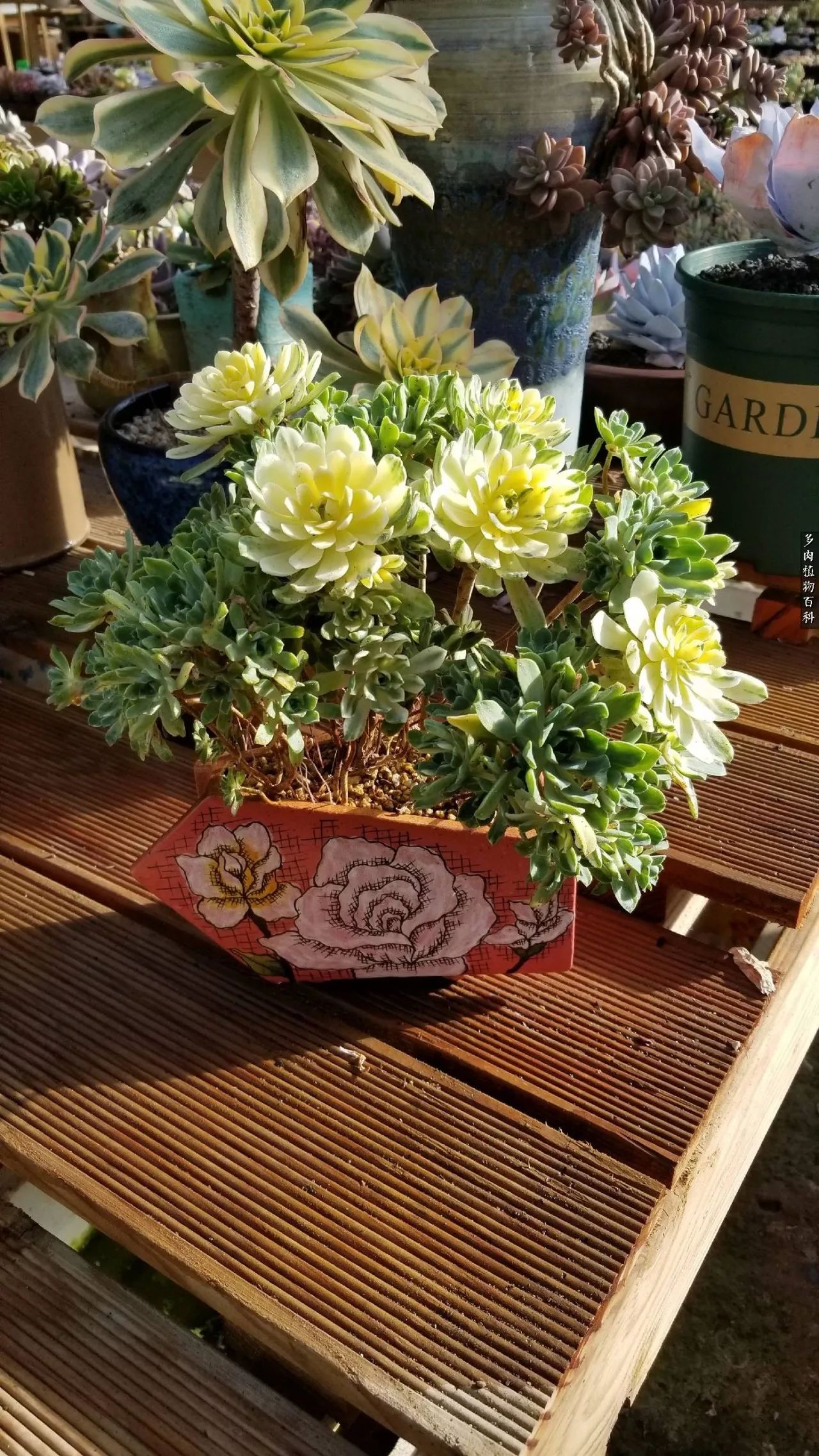 什么元素可以促进多肉生长,多肉修根喷除菌药