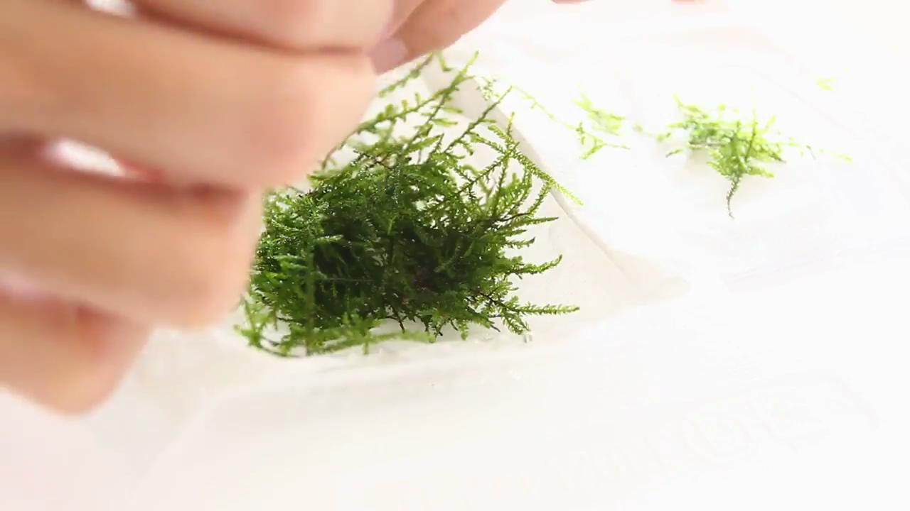 简单的草缸如何制作打理,最简单的小草缸