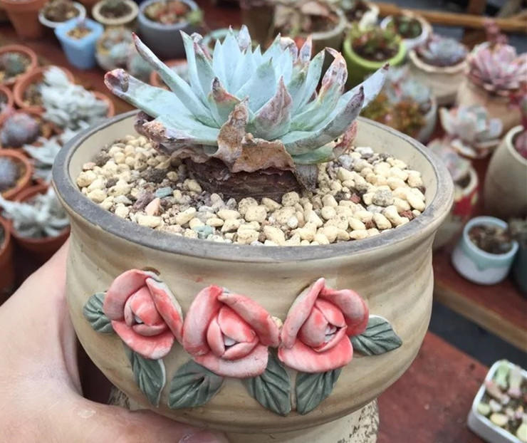 没忍住网购多肉老桩，这样做顺利生根服盆