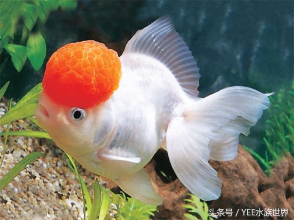 把金鱼的家变得全透明,它可能会永远离开我们