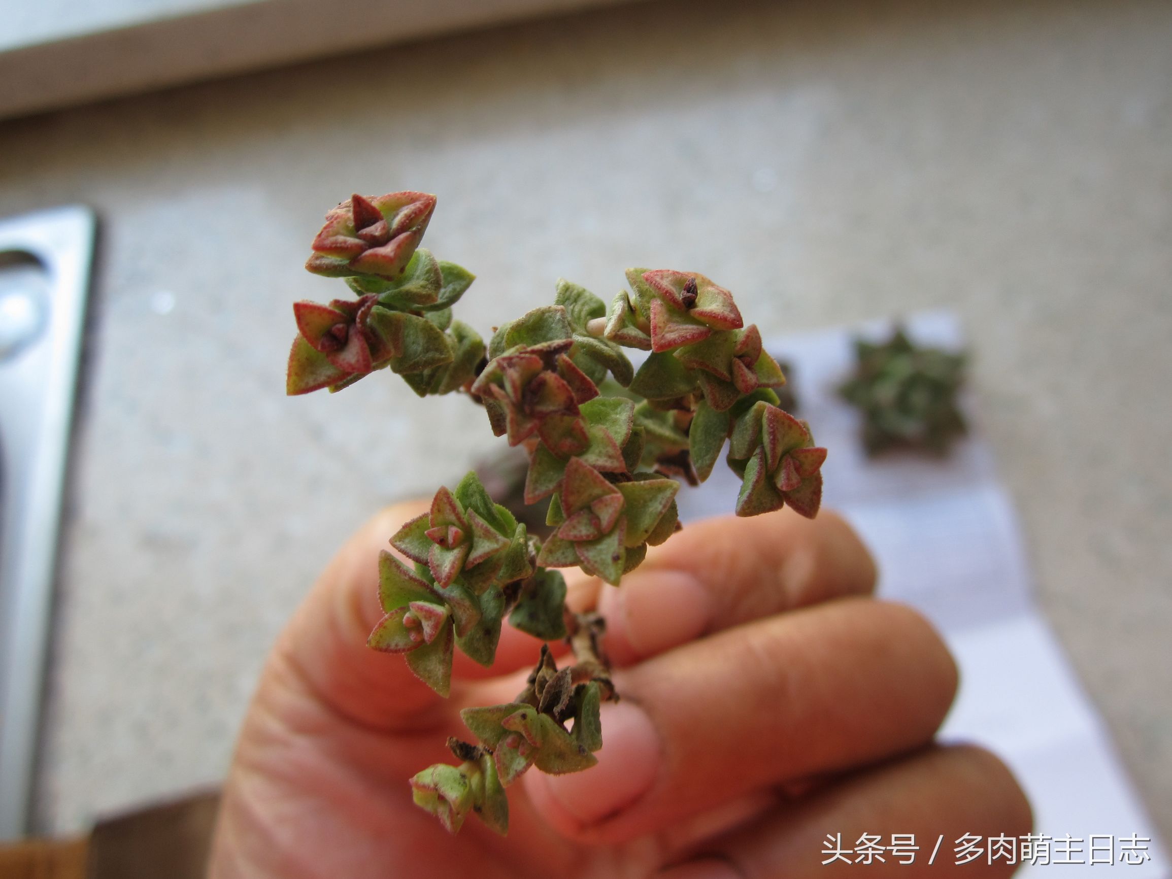 挽救濒临死亡的多肉,如何挽救一株快死的多肉