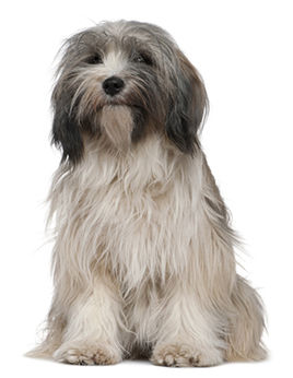 萌萌犬系列,像雪纳瑞的小型犬还有哪些