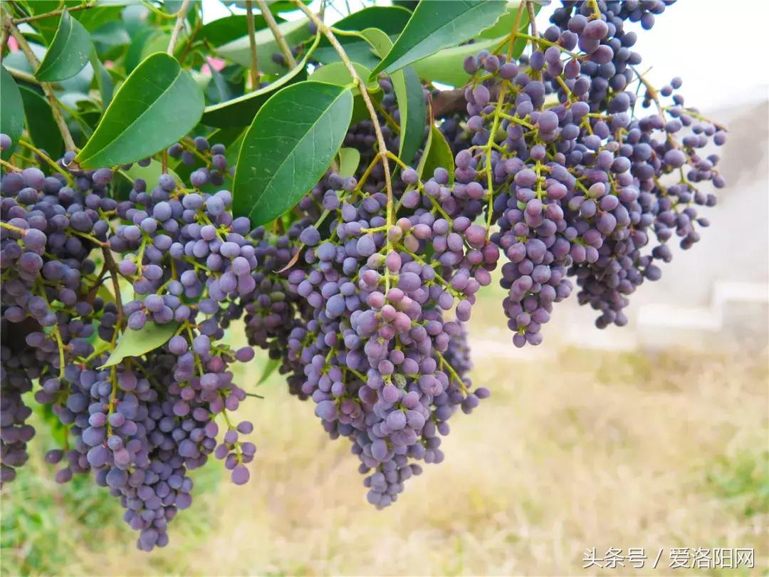 「寻津」孟津这个名镇藏着大秘密，曾被誉为“小洛阳”！如今……