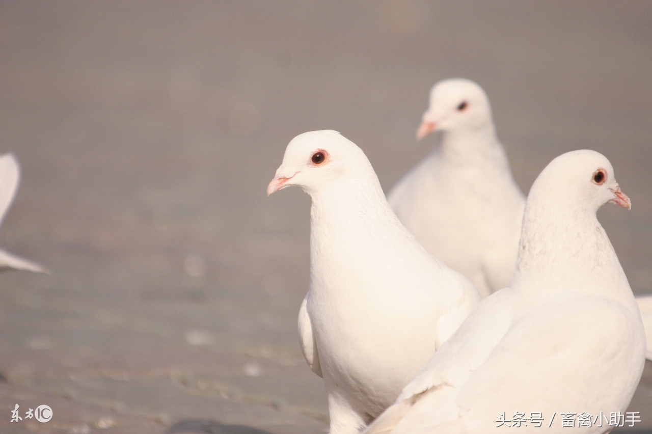 鸽子气囊炎的最佳治疗方法,气囊炎鸽药