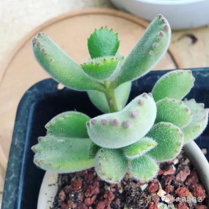 像熊爪子一样的多肉,多肉观察日记100字以上
