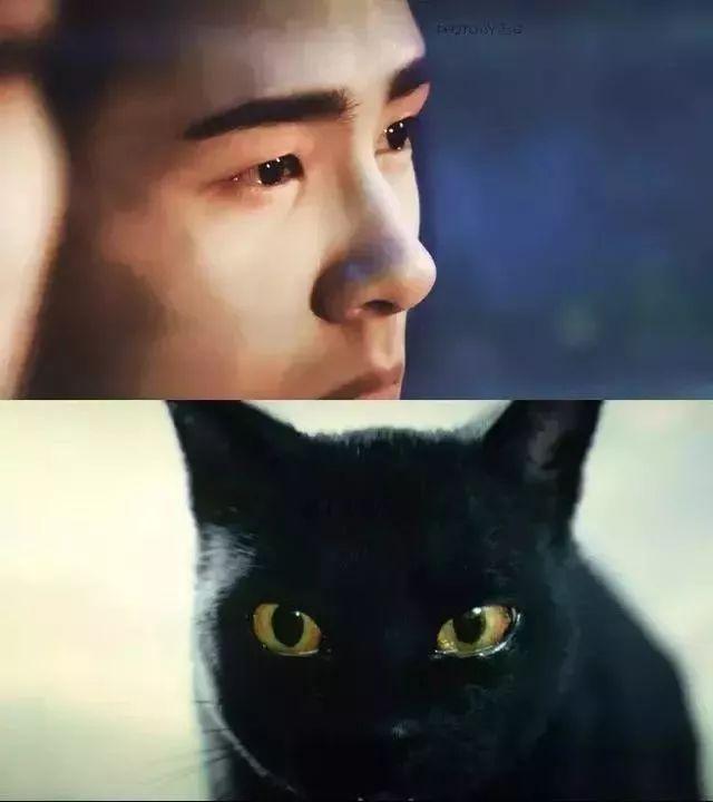 斥资10亿耗时6年，《妖猫传》值得吗？