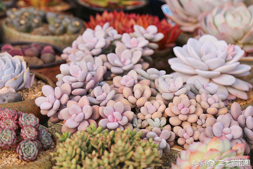 阳光房建设,怎样建造阳光房