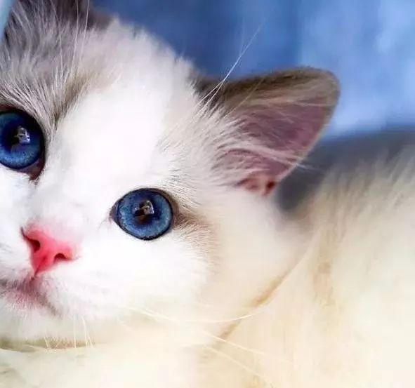 2017猫咪界全球最美面孔颁布了,第四张犹如猫界仙女下凡