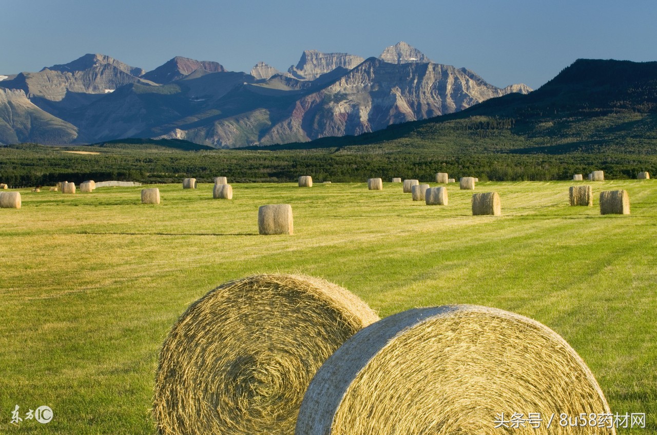 农村养殖最赚钱行业有哪些,在农村适合养殖什么行业最好赚钱