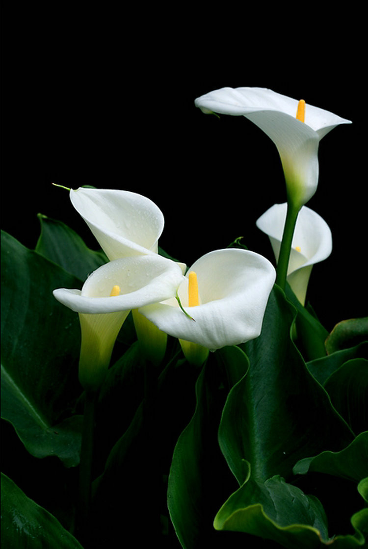 每天一花马蹄莲,一月花开马蹄莲