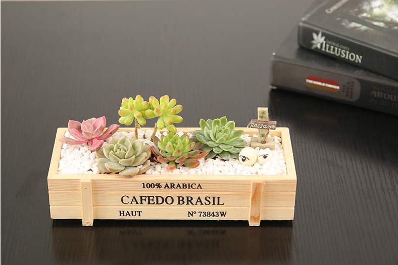 刚入坑的树桩种上多肉,新入坑的多肉花