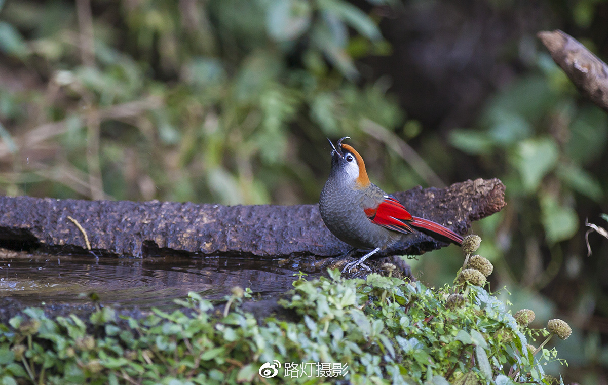 把喜欢的事做到极致诗句,能把喜欢的事做好