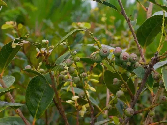 南烛盆景扦插,南烛景观树