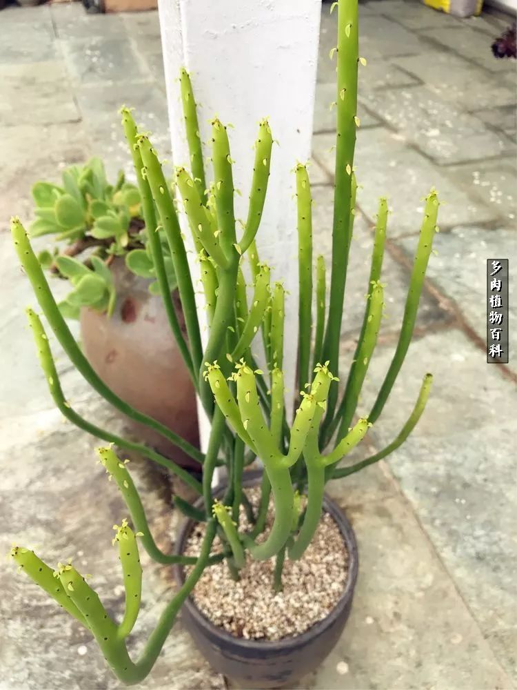 阳光的多肉花园,漂亮的多肉露台花园