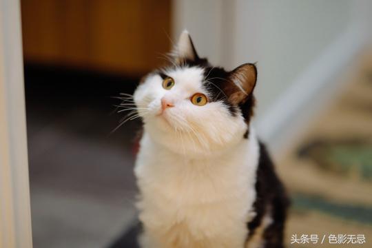 佳能高像素相机,佳能高分辨率微单