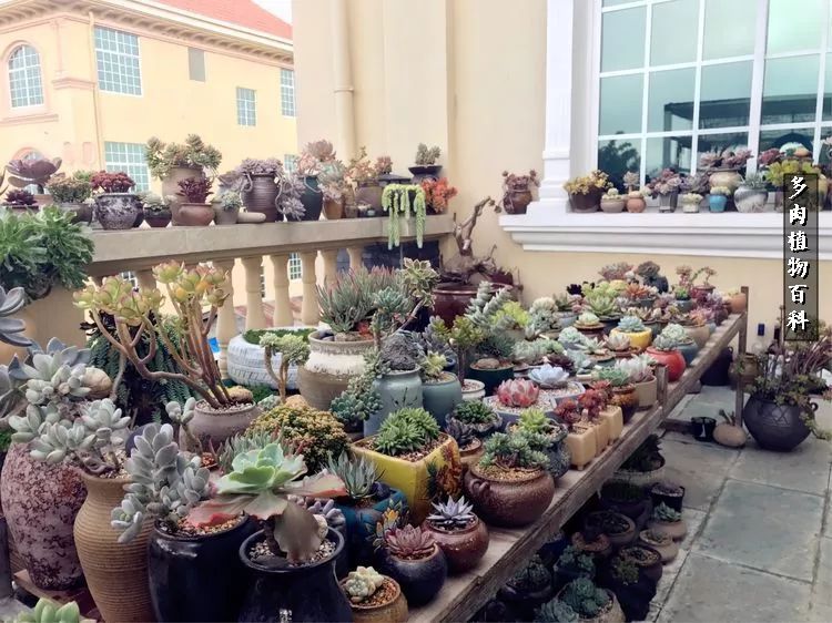 阳光的多肉花园,漂亮的多肉露台花园