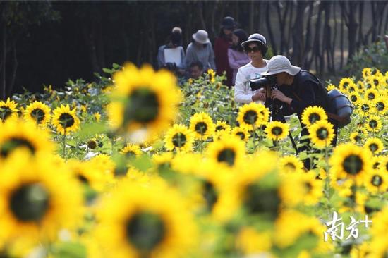深圳新出好玩的地方,深圳市哪些公园比较值得去