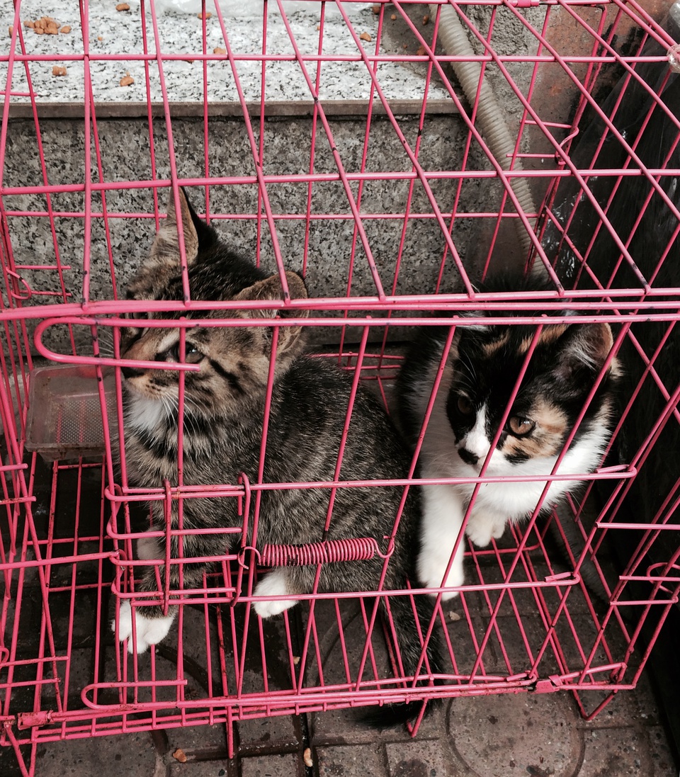 璞嗙摚鏃ヨ2016,璞嗙摚鐢靛奖鎴戠殑鏃ヨ