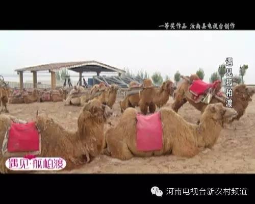 遇见孤柏渡，会有怎样的故事？丨“孤柏渡·经典游”获奖作品展播（6）