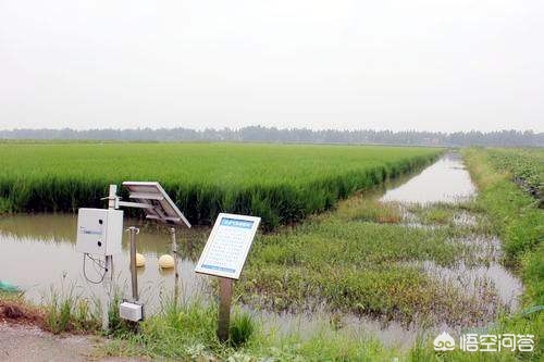 虾稻生态米价格,虾稻米原生态