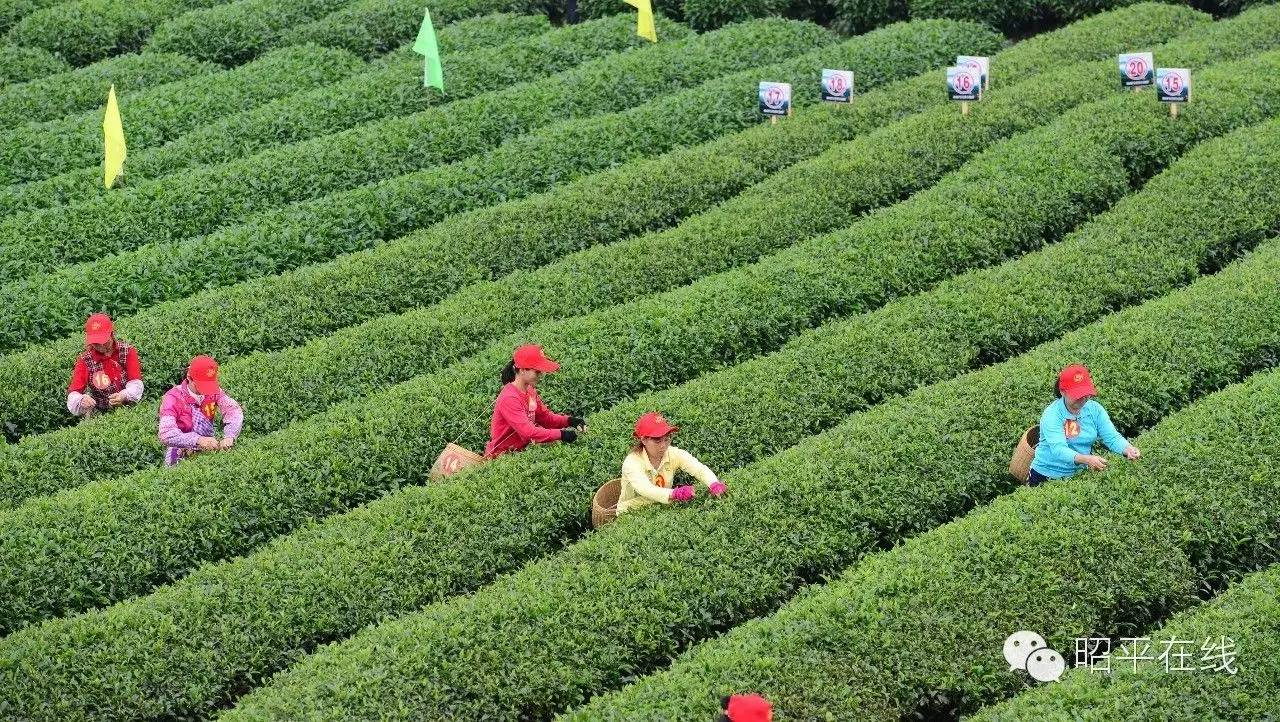 昭平茶农采茶,茶农采摘云雾茶