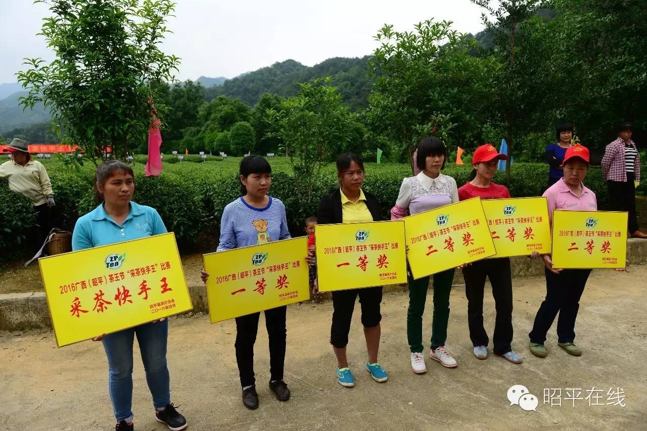 昭平茶农采茶,茶农采摘云雾茶