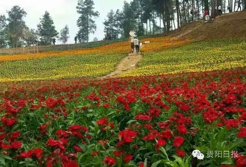 最美贵州花海杜鹃花,贵阳百里杜鹃花海