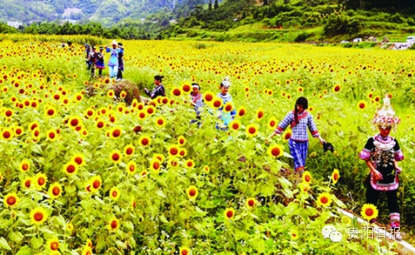 最美贵州花海杜鹃花,贵阳百里杜鹃花海