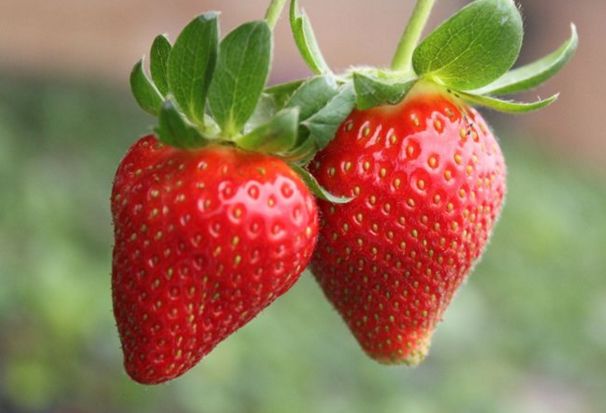 成都采草莓哪个地方最好,成都周边草莓采摘园基地