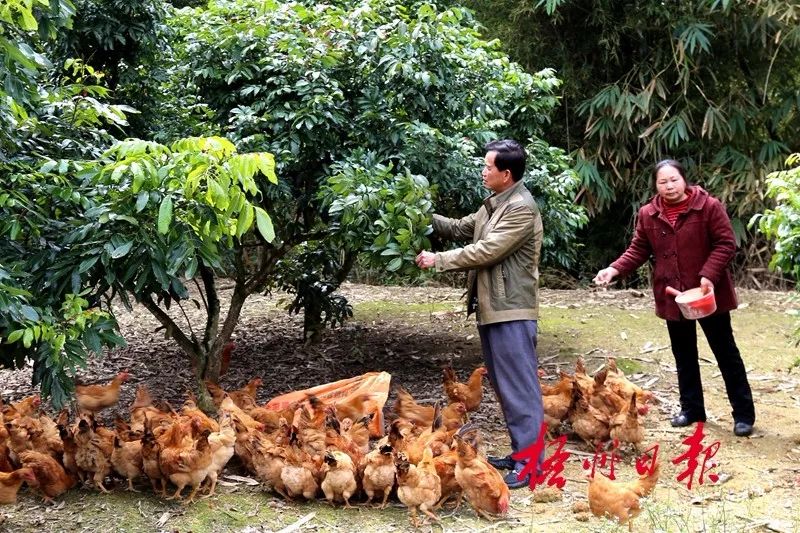 政府采购实现降本增效,规范和加强政府采购管理工作汇报