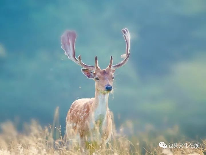 包头的历史文化简介,包头文化底蕴