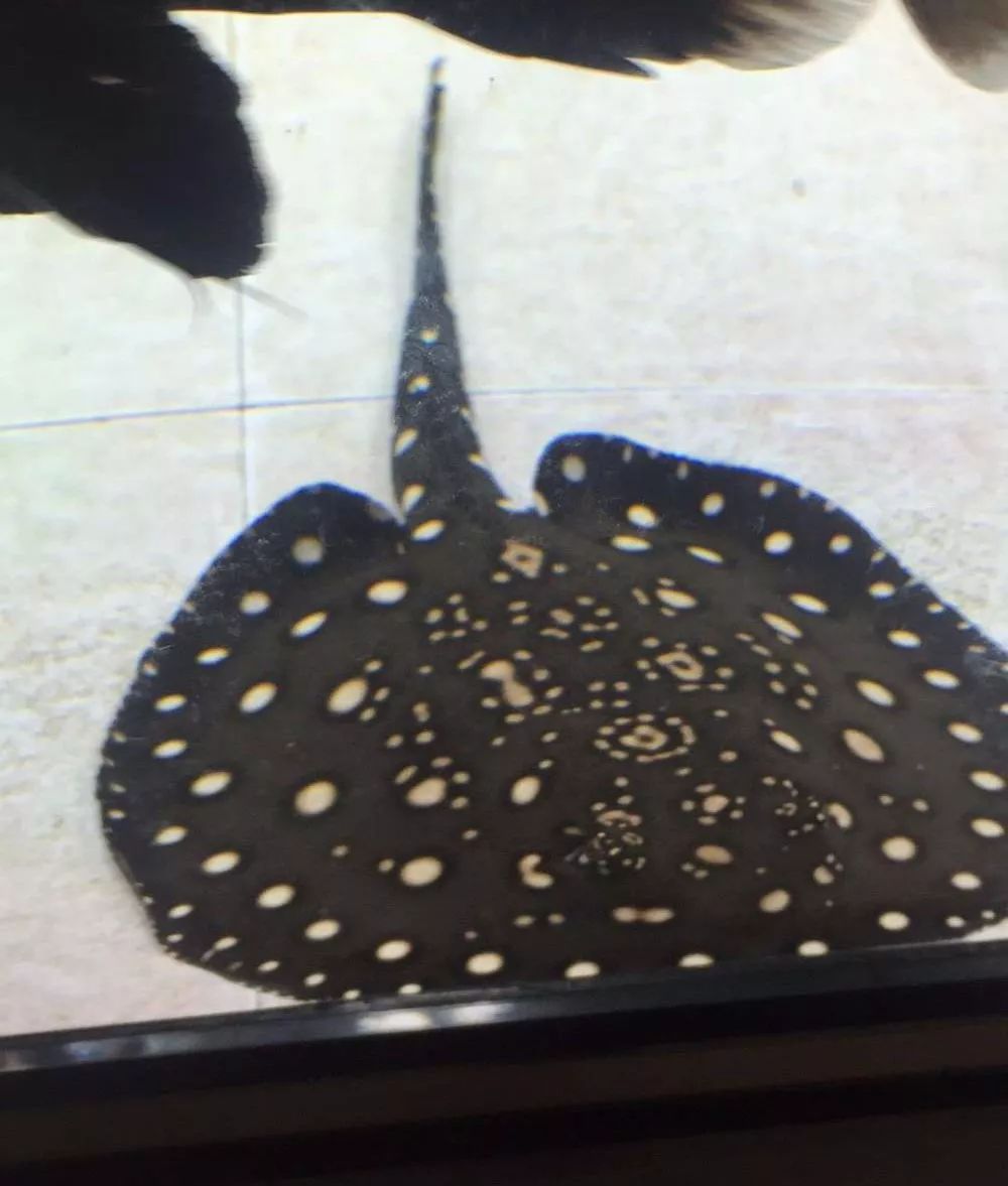 历时4个月，亲手做的缸终于运行！