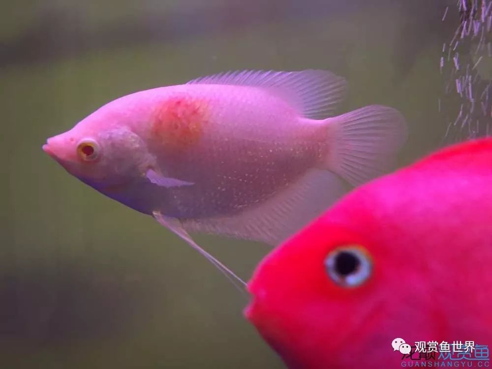 招财鱼烂肉最佳治疗方法,与食管癌抗争的五年