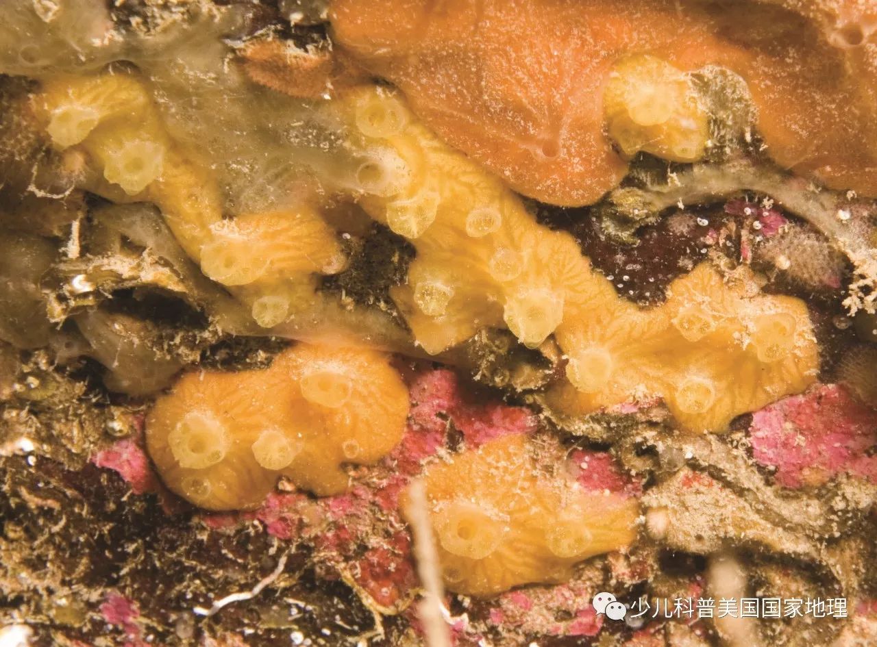 海底恶霸一流的伪装技能