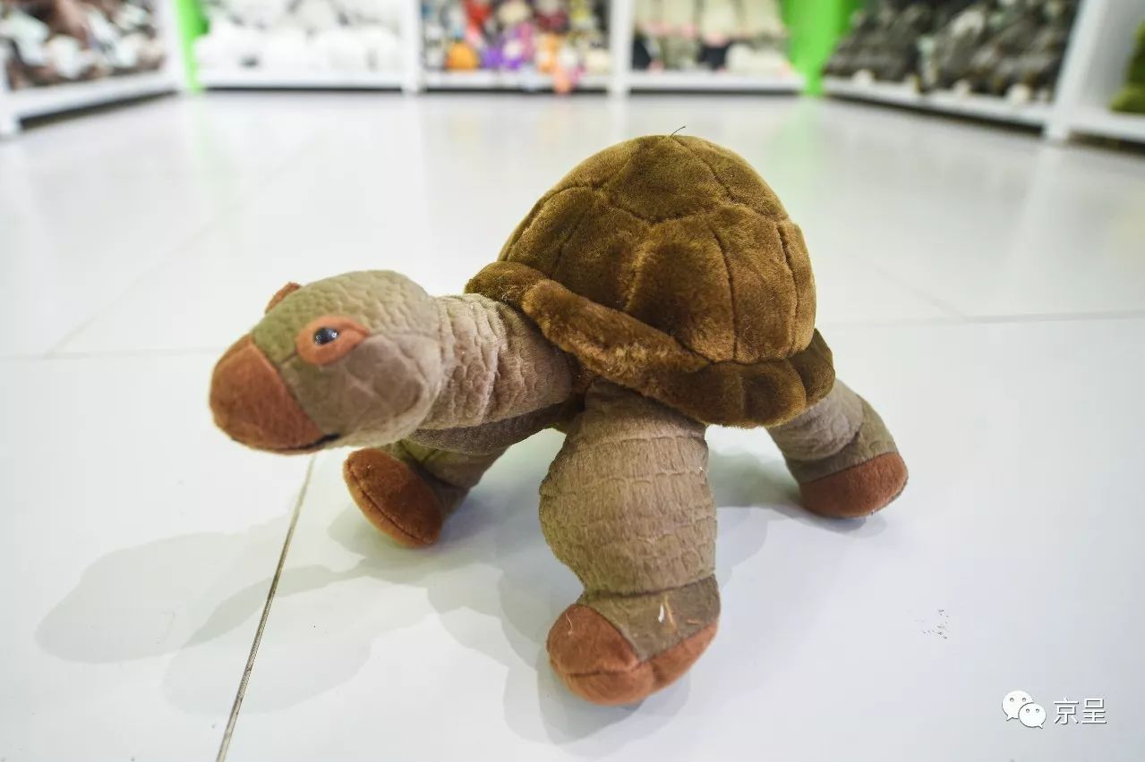 鹈鹕树懒食蚁兽?北京这家非主流玩偶店教你认认新萌物