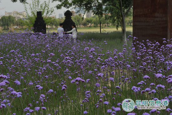 昆明五一免费公园,昆明八天旅游攻略路线推荐