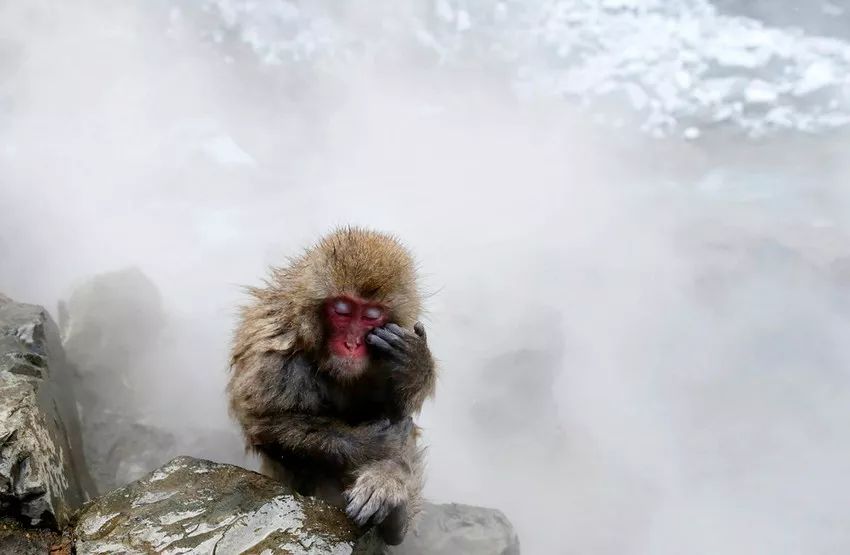 星球·探索｜日本十大萌宠大放送