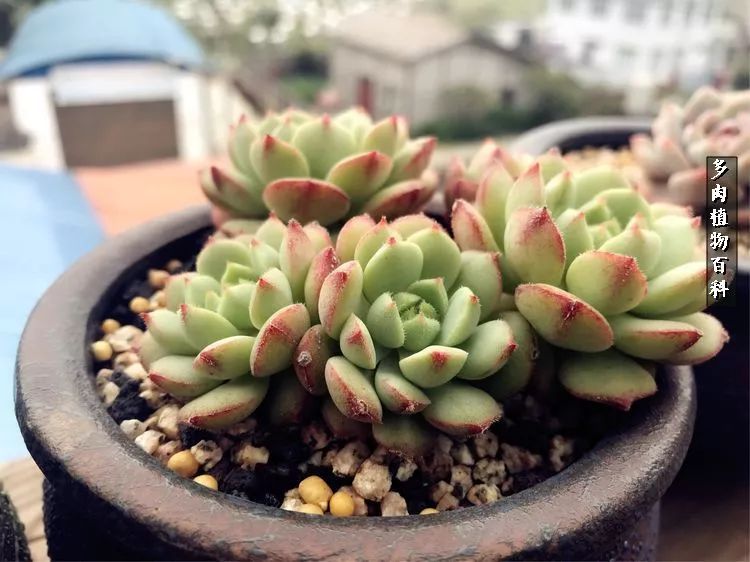 阳光的多肉花园,漂亮的多肉露台花园