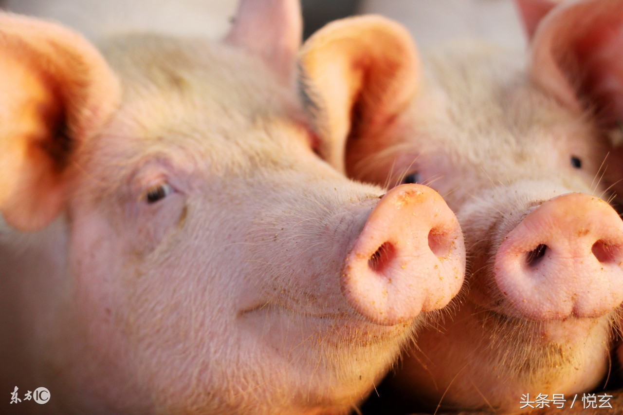 养猪知识猪酒糟中毒,酒糟猪吃多了有害吗