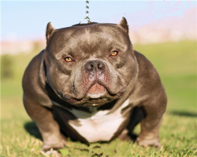 恶霸犬要怎么合理的饲养,美国恶霸犬怎么办狗证