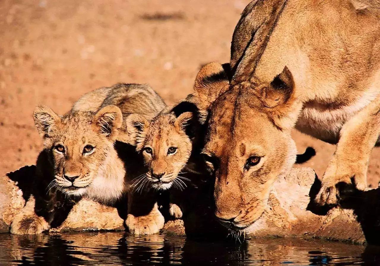 南非线路攻略｜与鲨共舞、沙漠开花、隔海观鲸，你了解非洲吗？