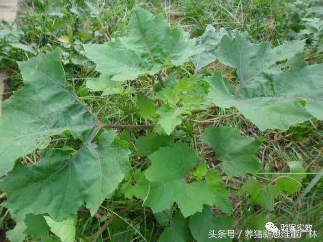 猪萎缩鼻炎联合用药方子,猪萎缩性鼻炎的克星